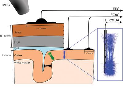 Multimodal Modeling of Neural Network Activity: Computing LFP, ECoG, EEG, and MEG Signals With LFPy 2.0